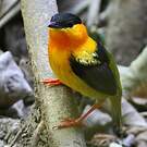 Manakin à col orange