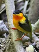 Orange-collared Manakin