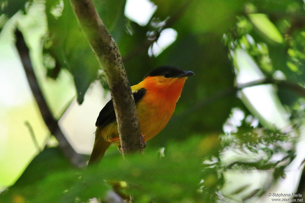 Manakin à col orange mâle