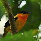 Manakin à col orange