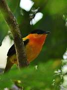 Orange-collared Manakin