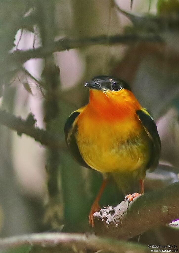 Manakin à col orange mâle adulte