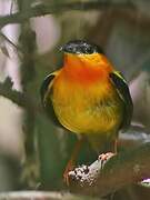 Orange-collared Manakin