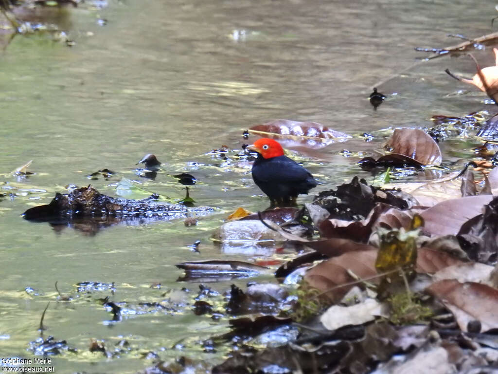 Red-capped Manakin male adult, drinks