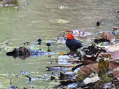 Red-capped Manakin