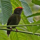 Manakin à longue queue
