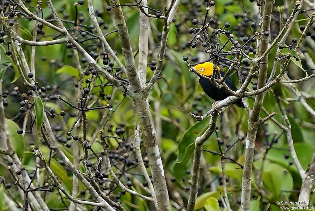 Golden-headed Manakin male adult