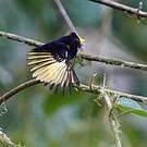 Manakin aux ailes d'or
