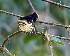 Golden-winged Manakin