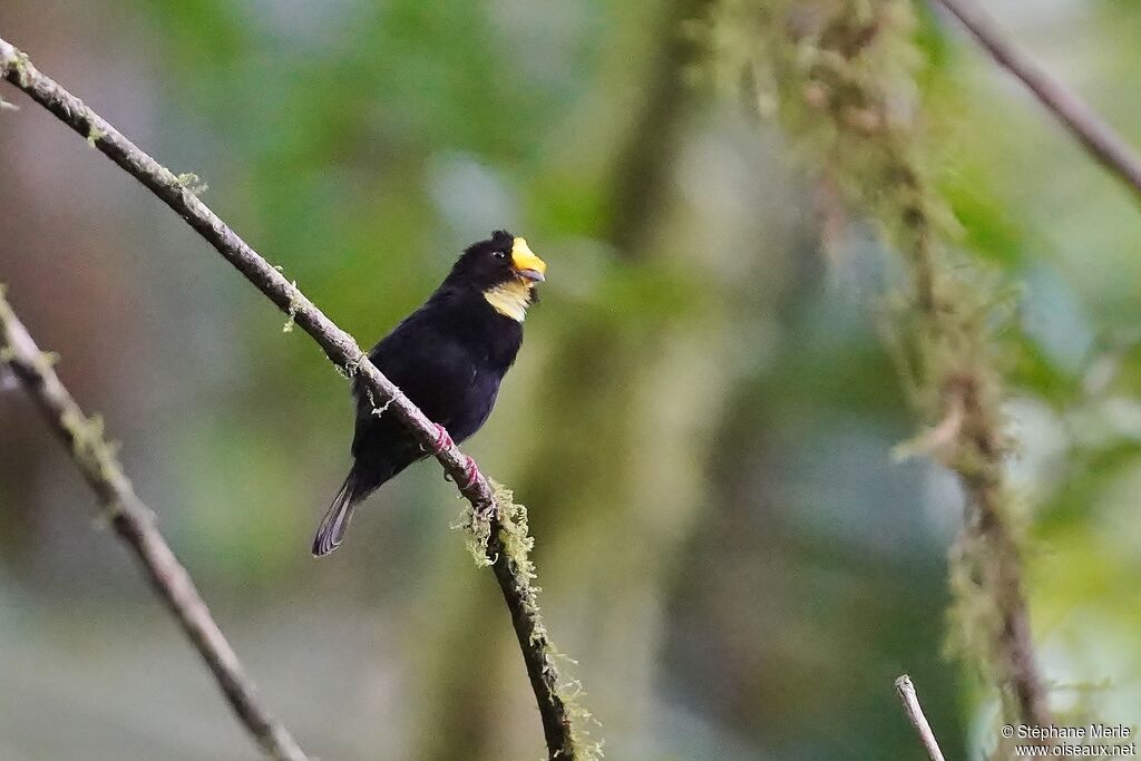 Manakin aux ailes d'or