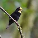 Manakin aux ailes d'or