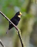 Golden-winged Manakin