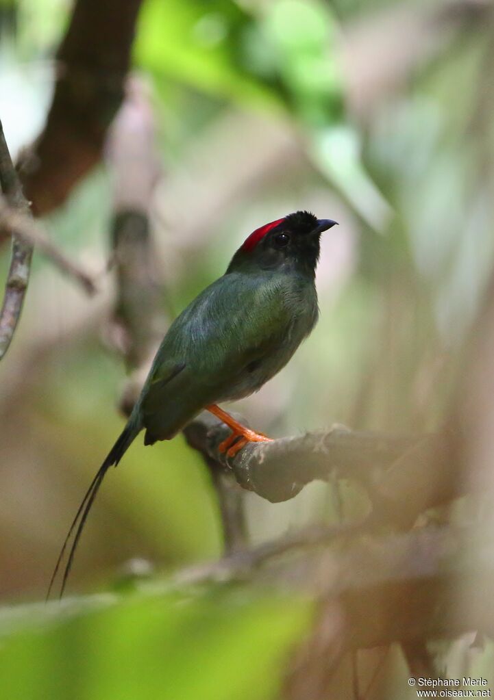 Long-tailed Manakin male immature