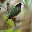 Manakin fastueux