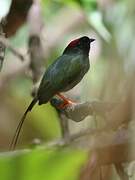 Long-tailed Manakin