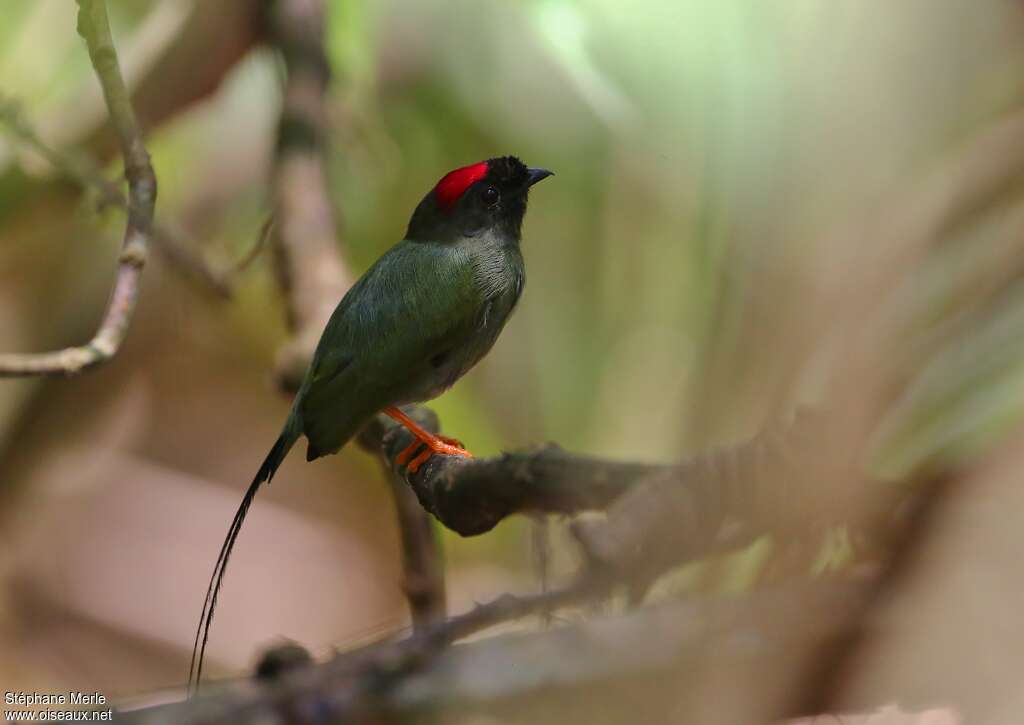 Long-tailed Manakin male subadult