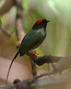 Long-tailed Manakin