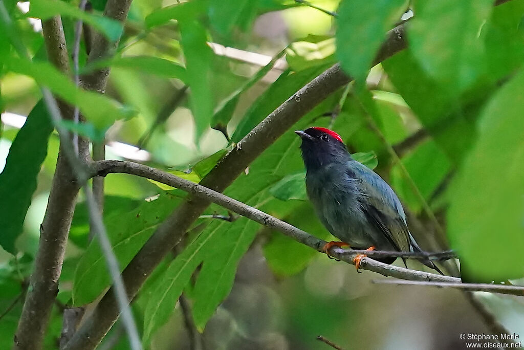 Lance-tailed Manakin male adult