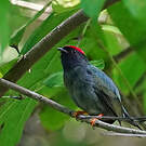 Manakin lancéolé