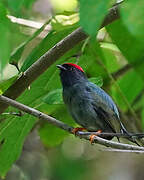 Lance-tailed Manakin