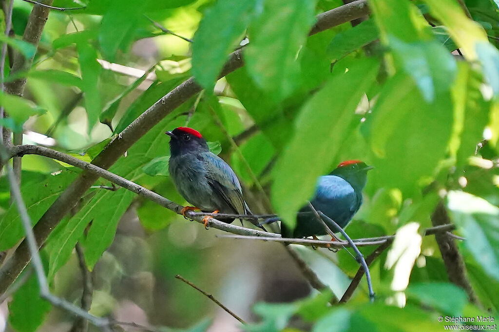 Lance-tailed Manakin