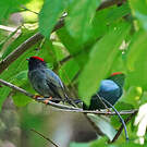 Manakin lancéolé