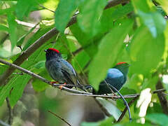 Lance-tailed Manakin