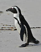 African Penguin