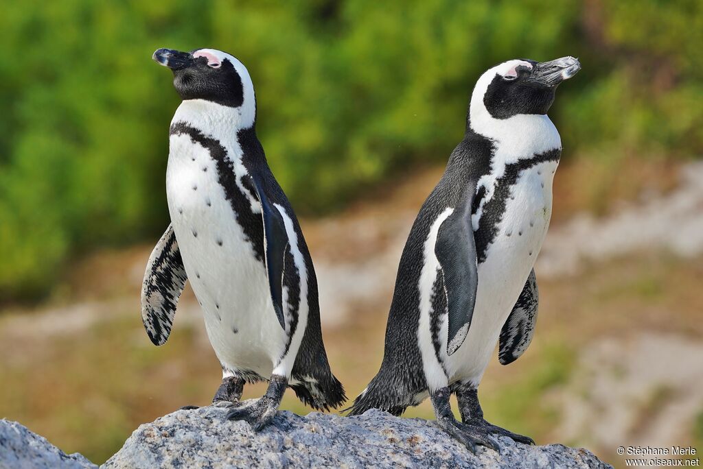 African Penguinadult