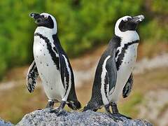 African Penguin