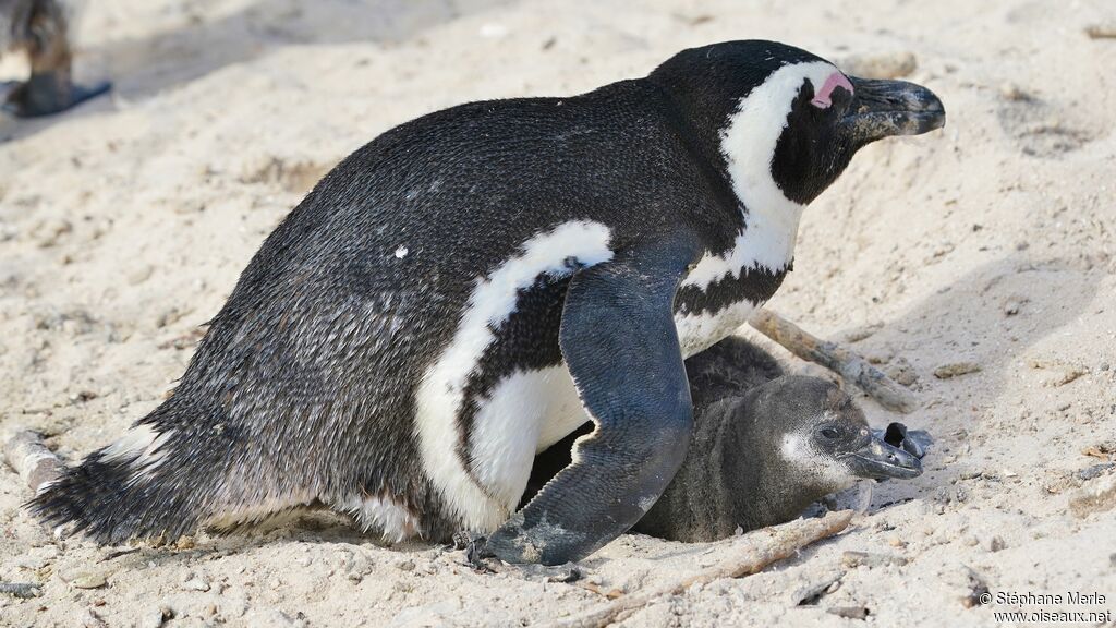 African Penguin