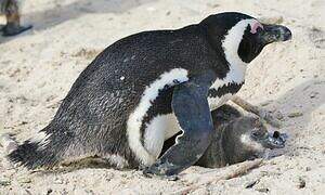 African Penguin