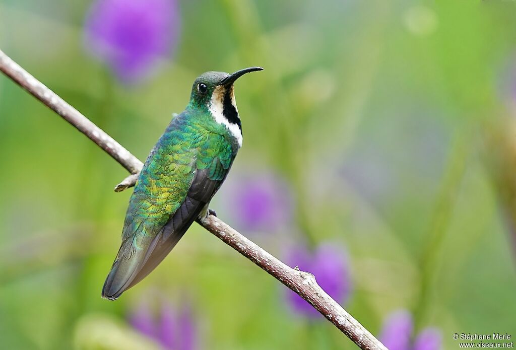 Black-throated Mango female adult