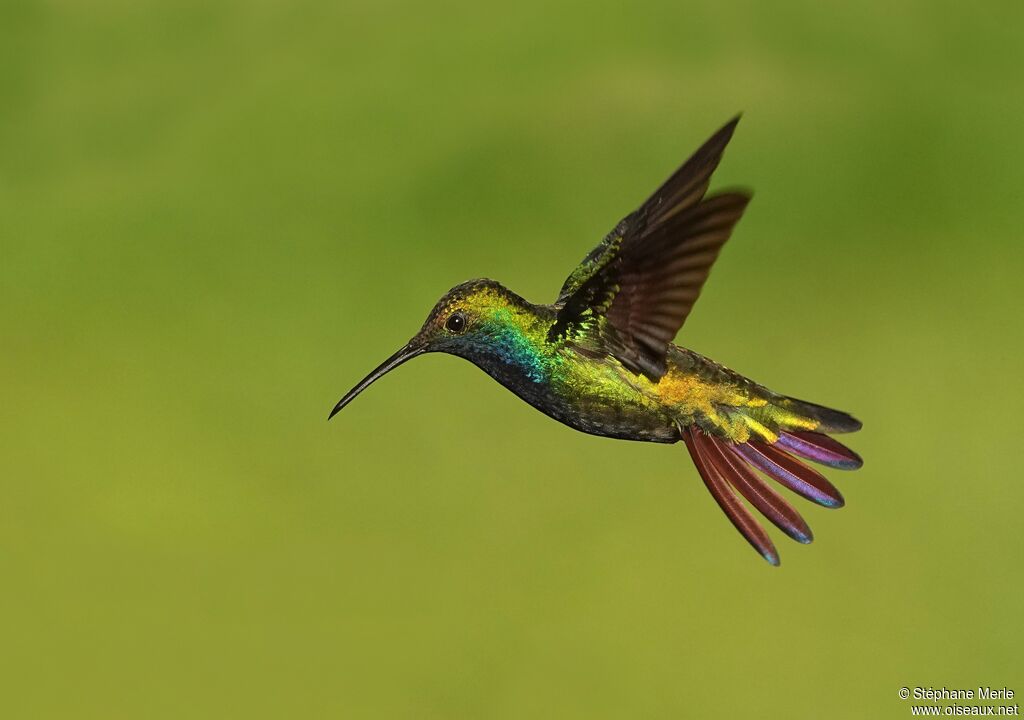 Black-throated Mango