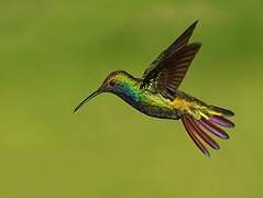 Black-throated Mango