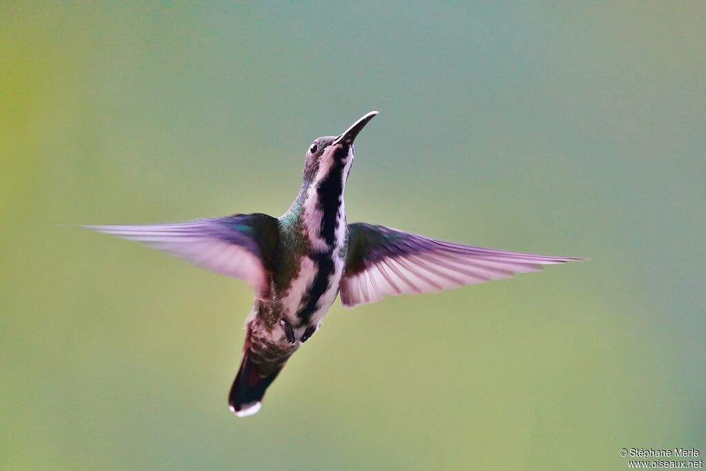 Black-throated Mango male adult