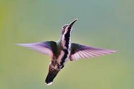 Black-throated Mango