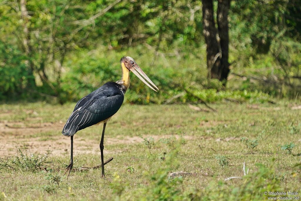 Lesser Adjutantadult