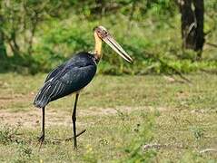 Lesser Adjutant