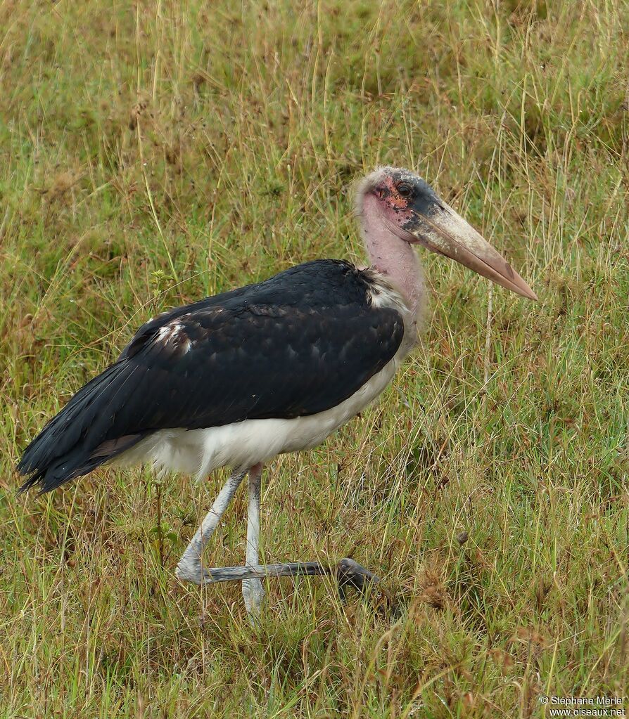 Marabou Storkadult, walking