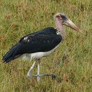 Marabou Stork