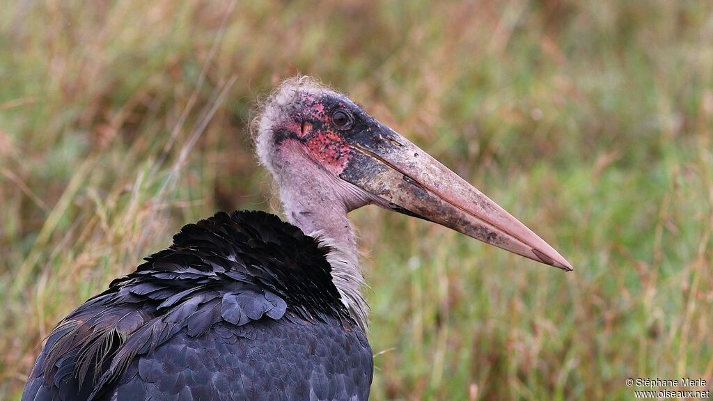 Marabou Stork