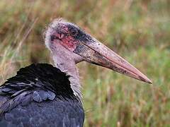 Marabou Stork