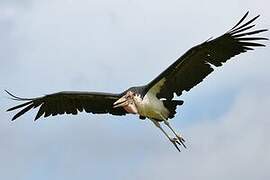 Marabou Stork