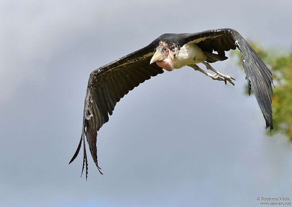 Marabou Stork