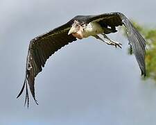 Marabou Stork