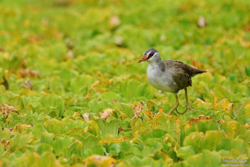 White-browed Crakeadult