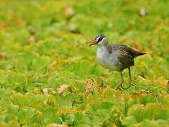 White-browed Crake