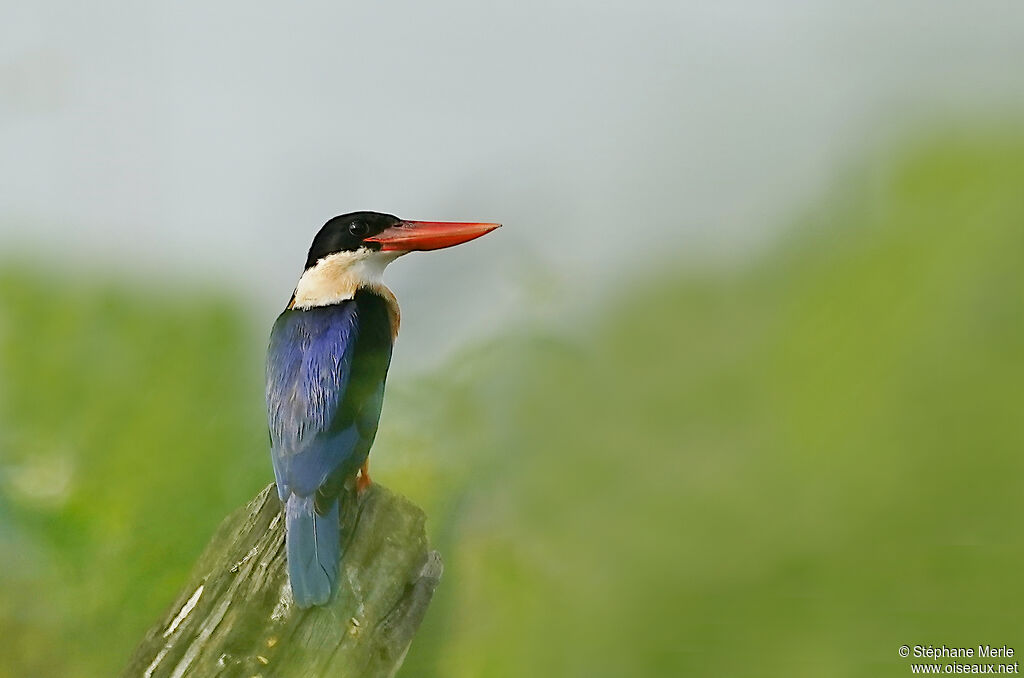 Martin-chasseur à coiffe noireadulte