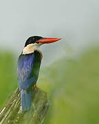 Black-capped Kingfisher